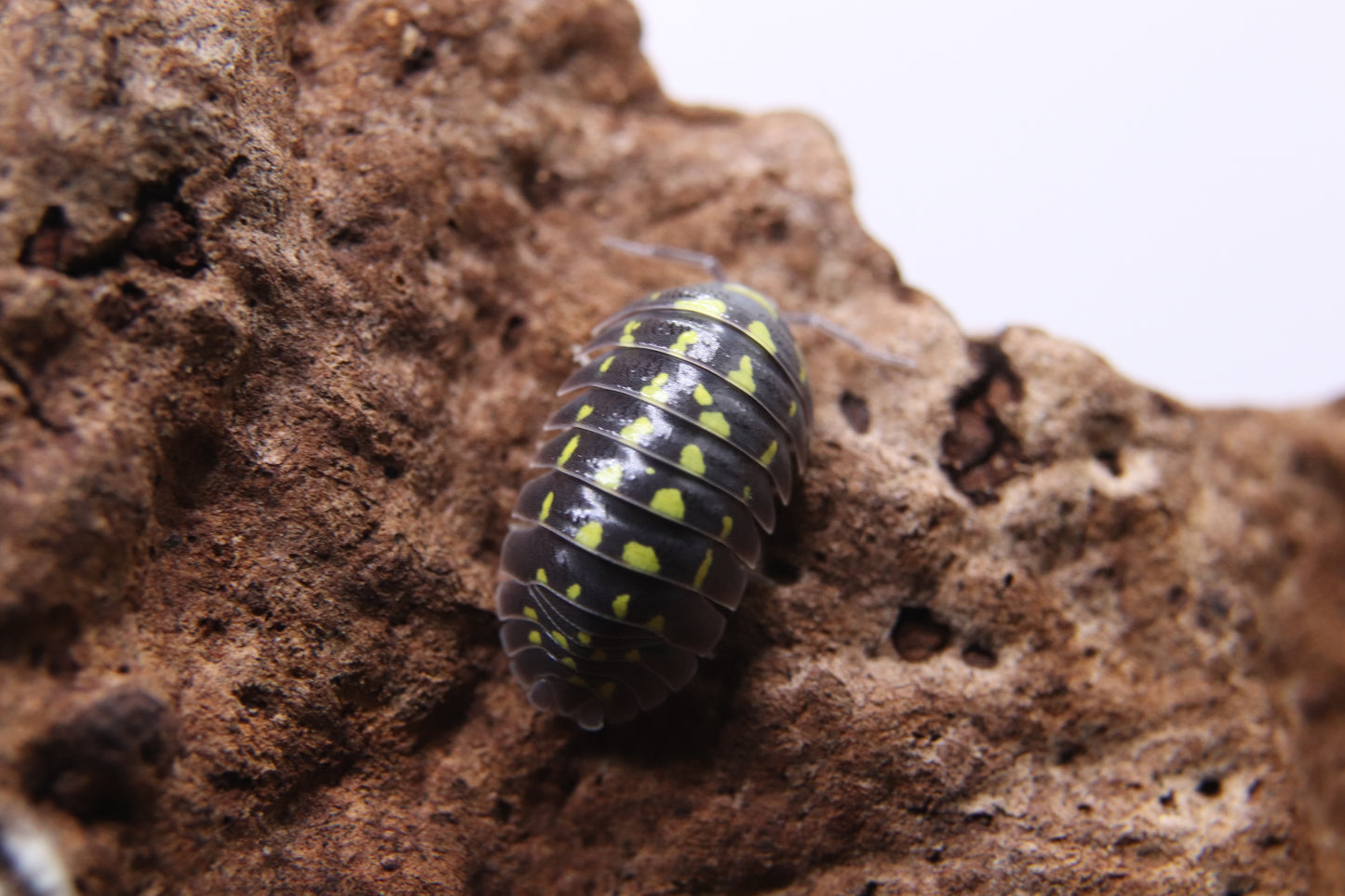 Armadillidium gestroi