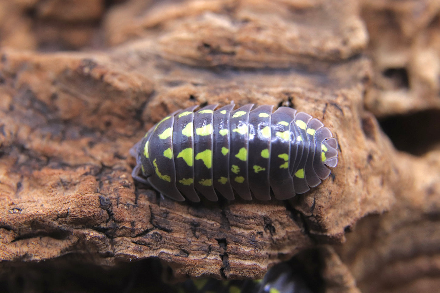 Armadillidium gestroi