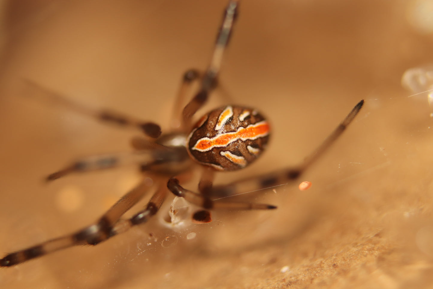 Western Black Widow - Latrodectus hesperus CrawlMart