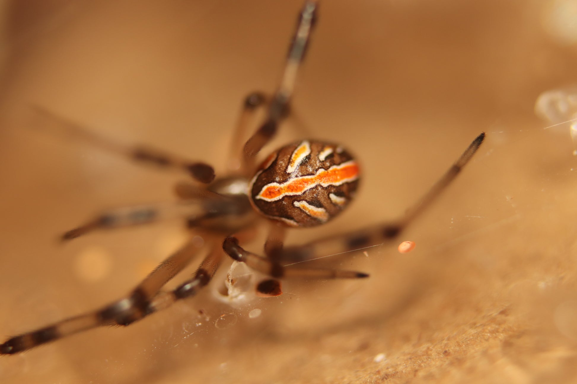 Western Black Widow - Latrodectus hesperus CrawlMart