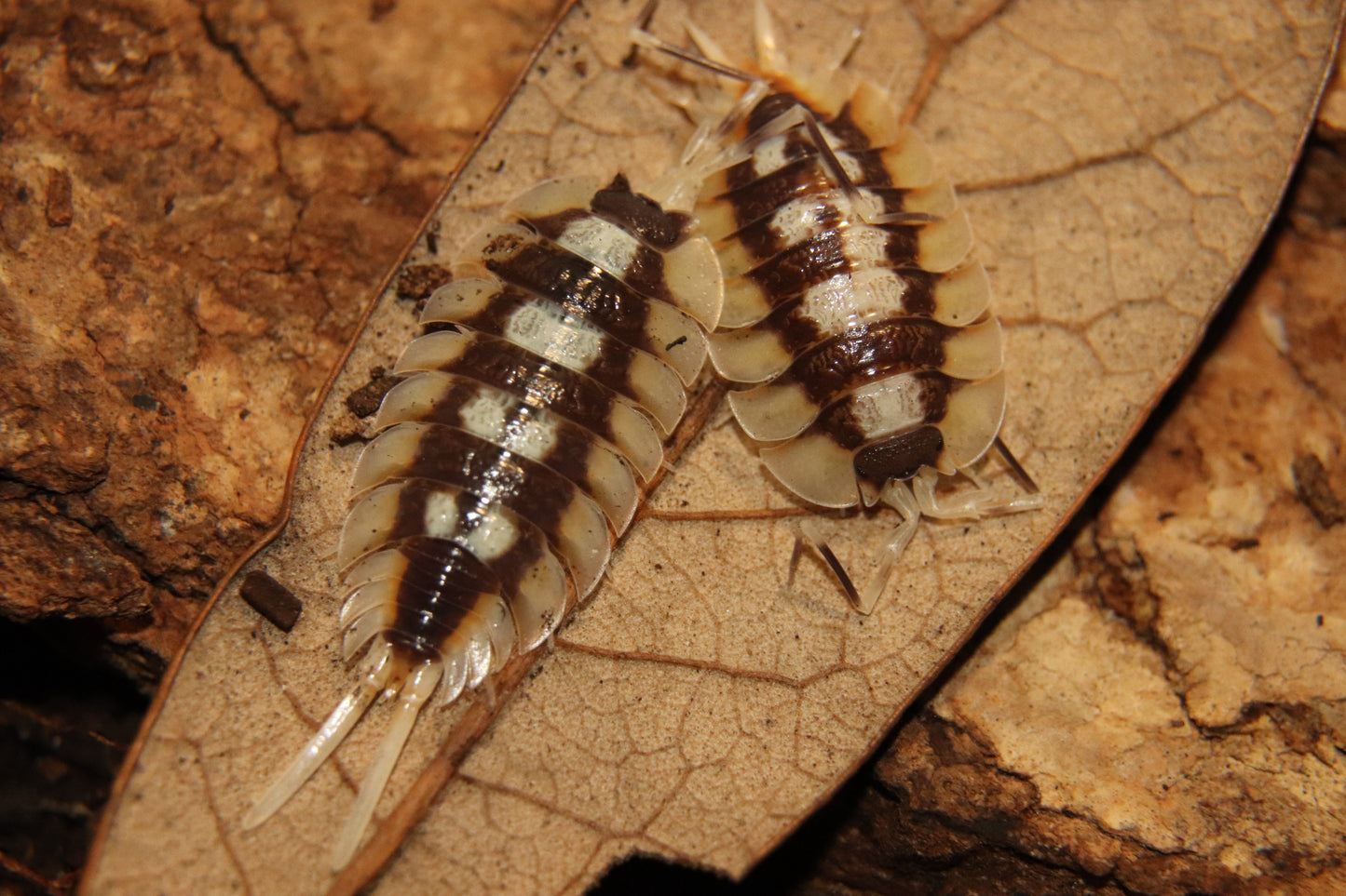 Porcellio expansus "Orange" CrawlMart