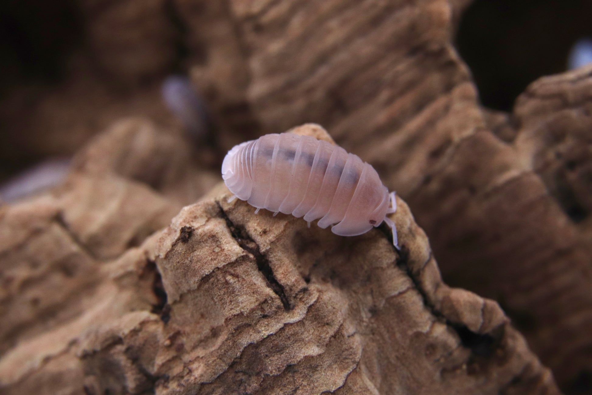 Cubaris murina "Papaya" CrawlMart