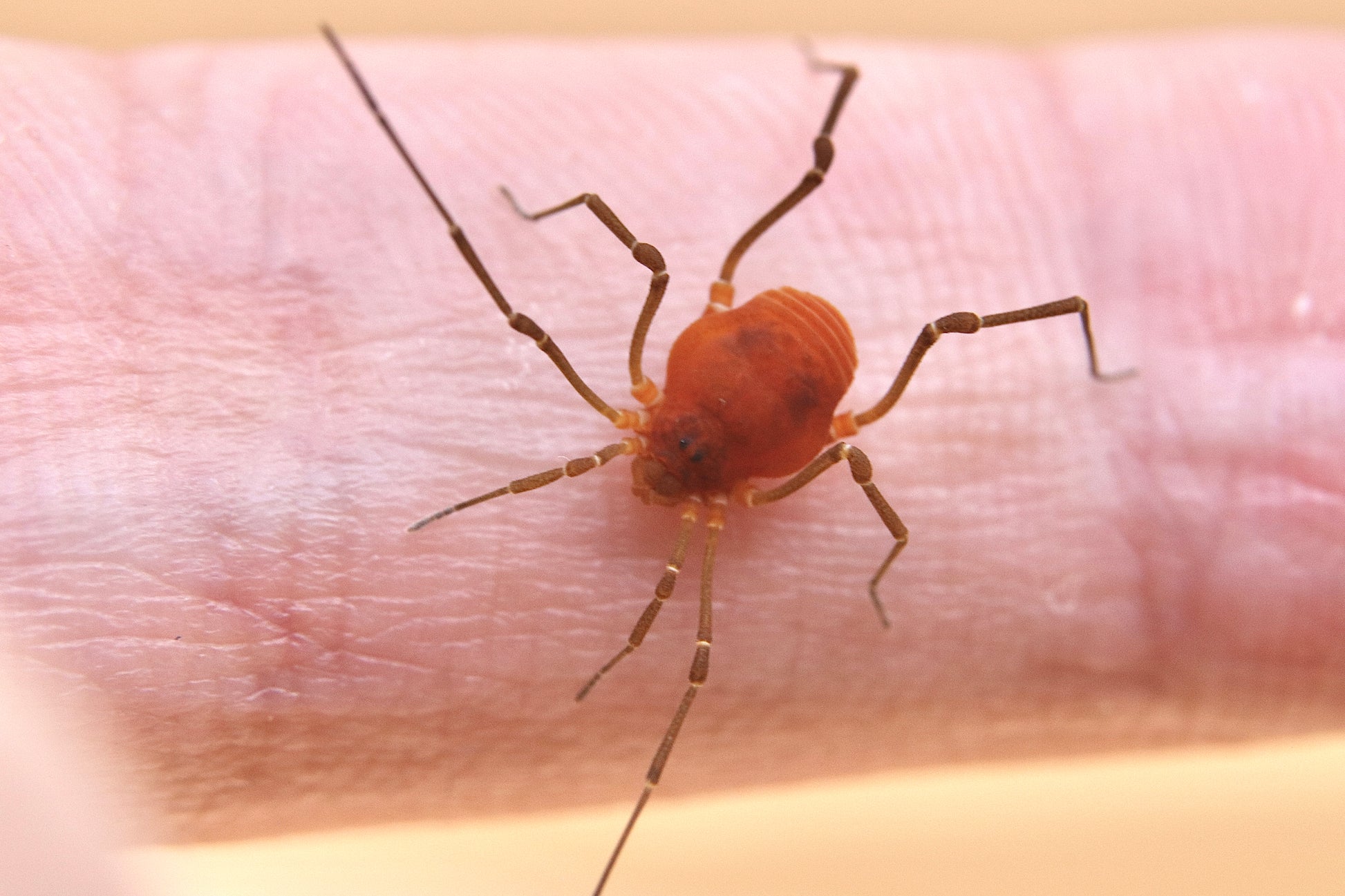 Libitioides sayi - Say's Harvestmen CrawlMart