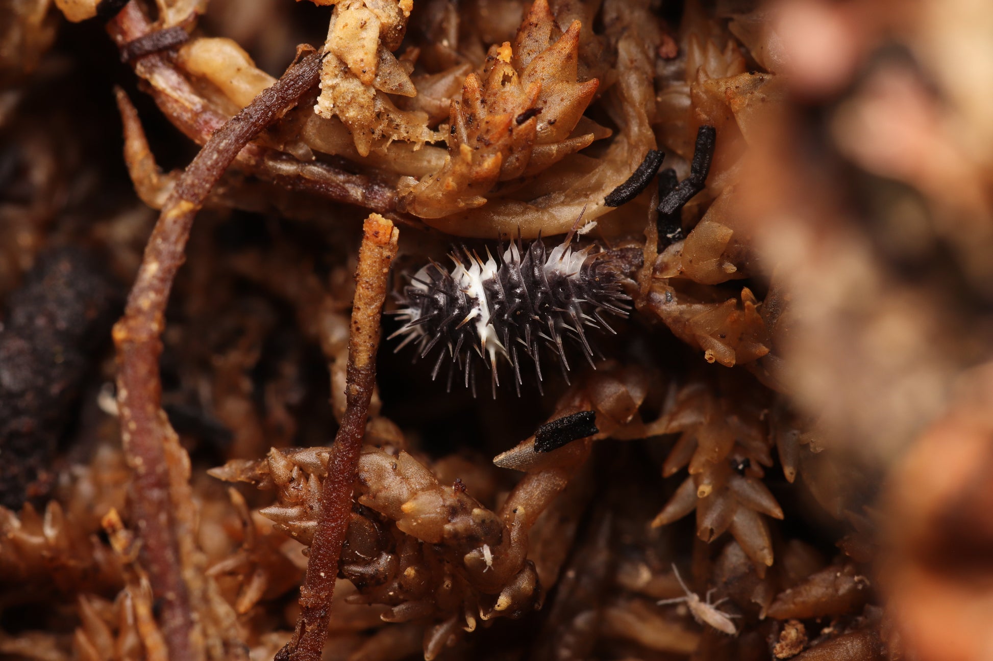 Laureola Sp. “Panda Spiky” CrawlMart