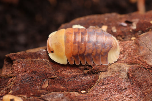 Cubaris sp. "Pink Rubber Ducky" CrawlMart
