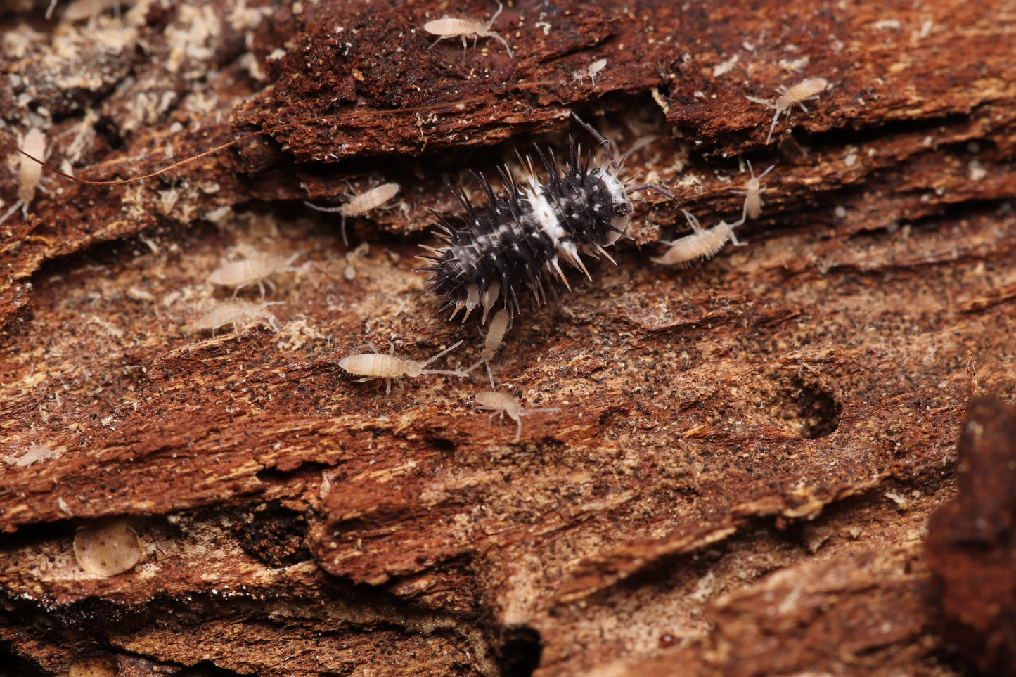 Laureola Sp. “Panda Spiky” CrawlMart