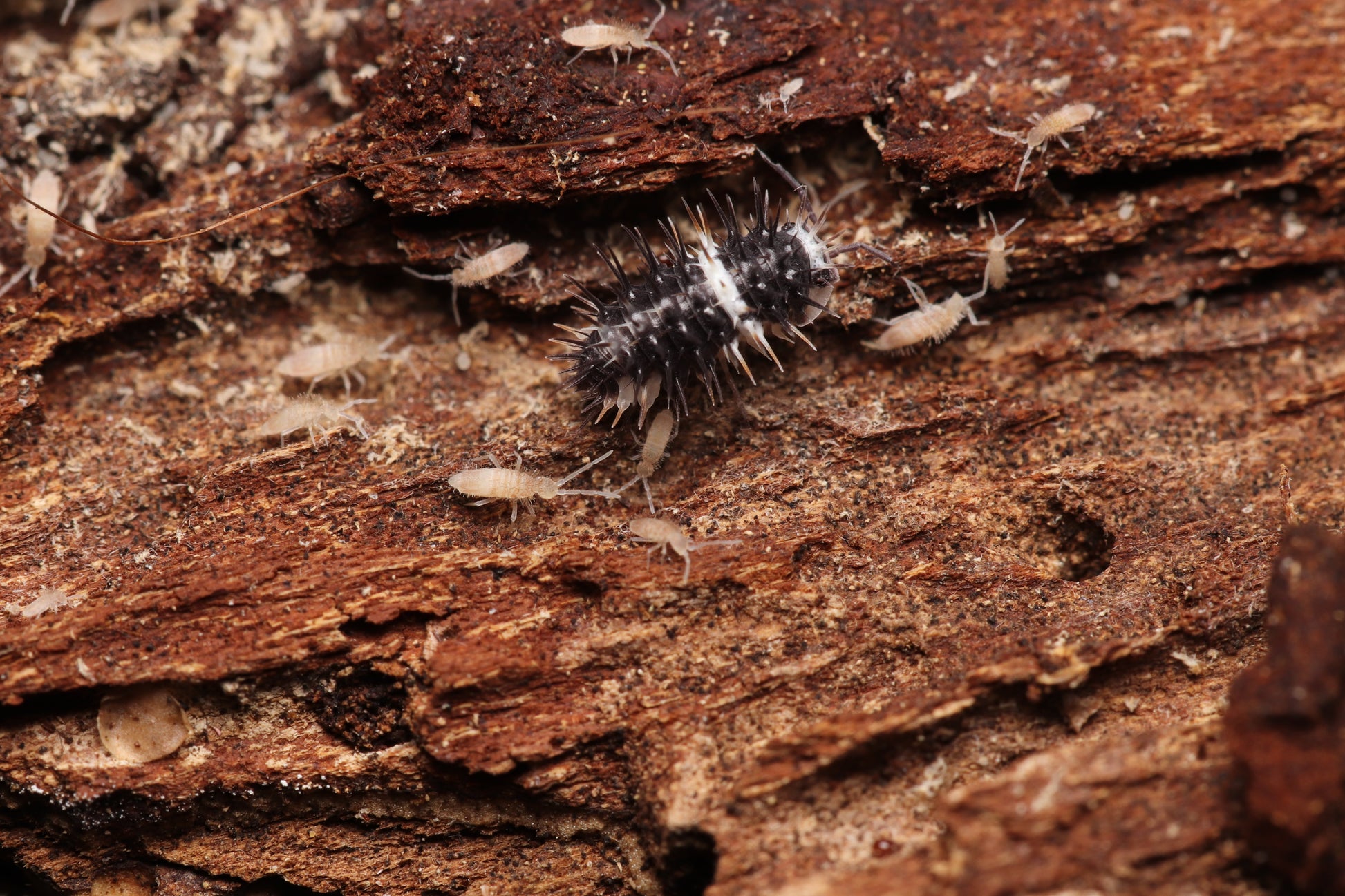 Laureola Sp. “Panda Spiky” CrawlMart