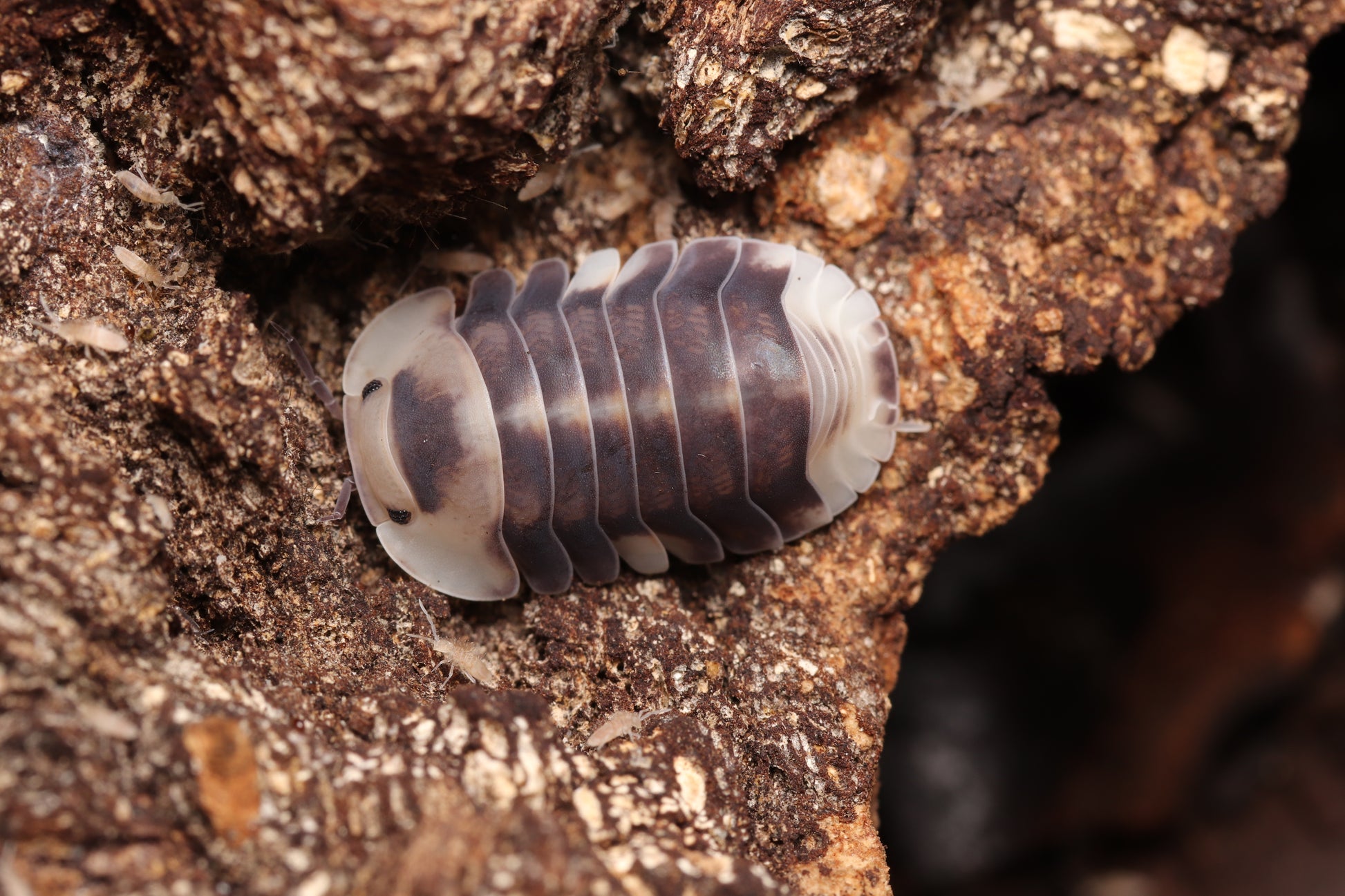 Cubaris sp. "White Ducky" CrawlMart