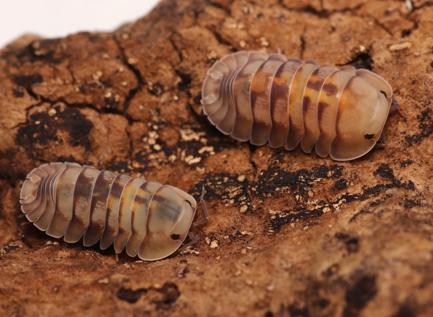 Cubaris sp. "Opal" CrawlMart