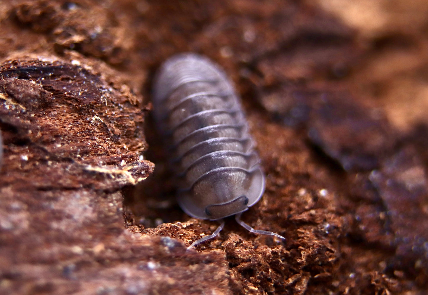 Cubaris sp. "Blue Pigeon"