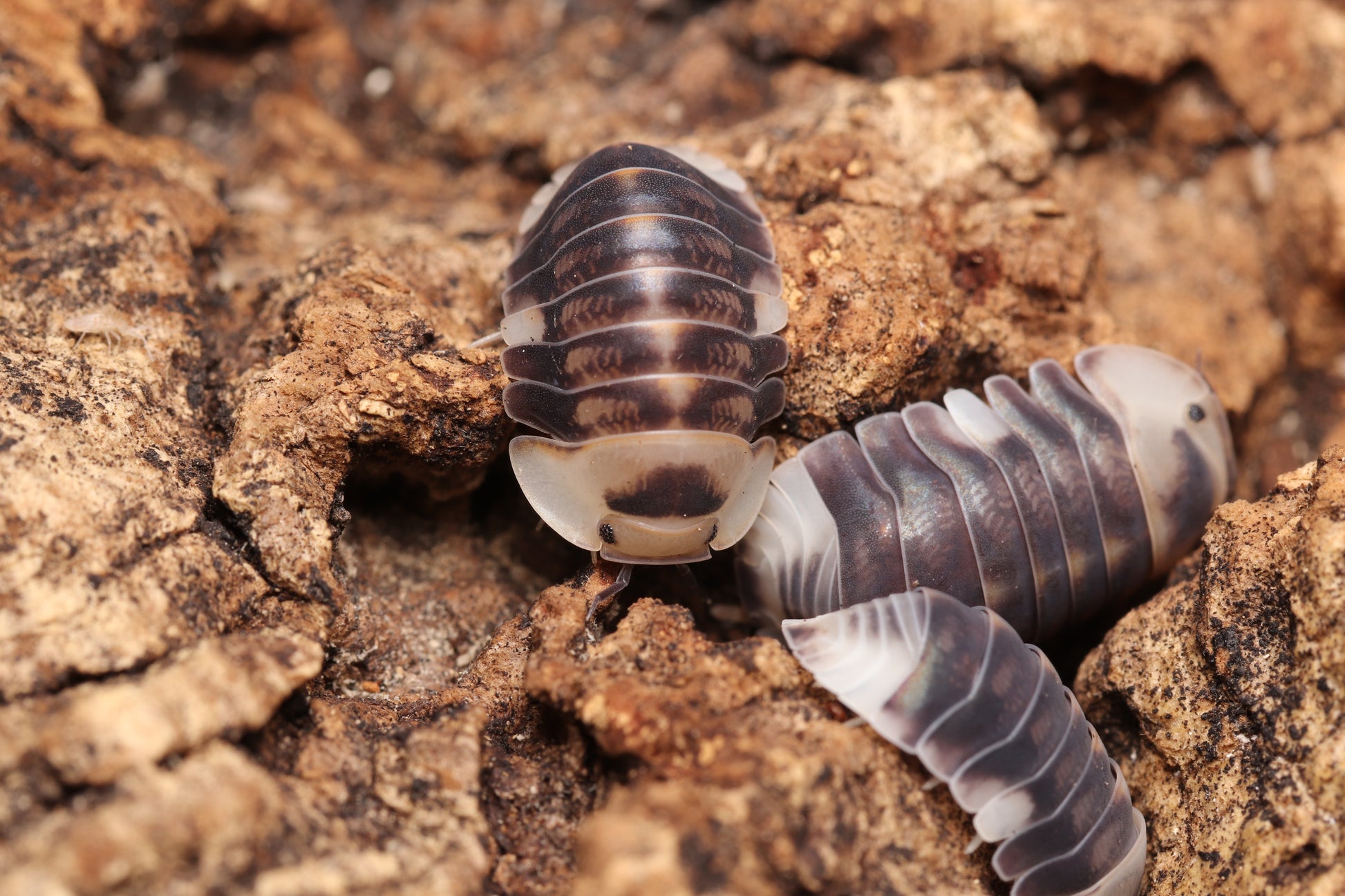 Cubaris sp. "White Ducky" CrawlMart