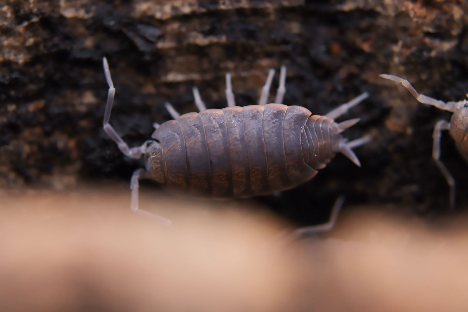 Porcellionides pruinosus "Powder Blue" CrawlMart