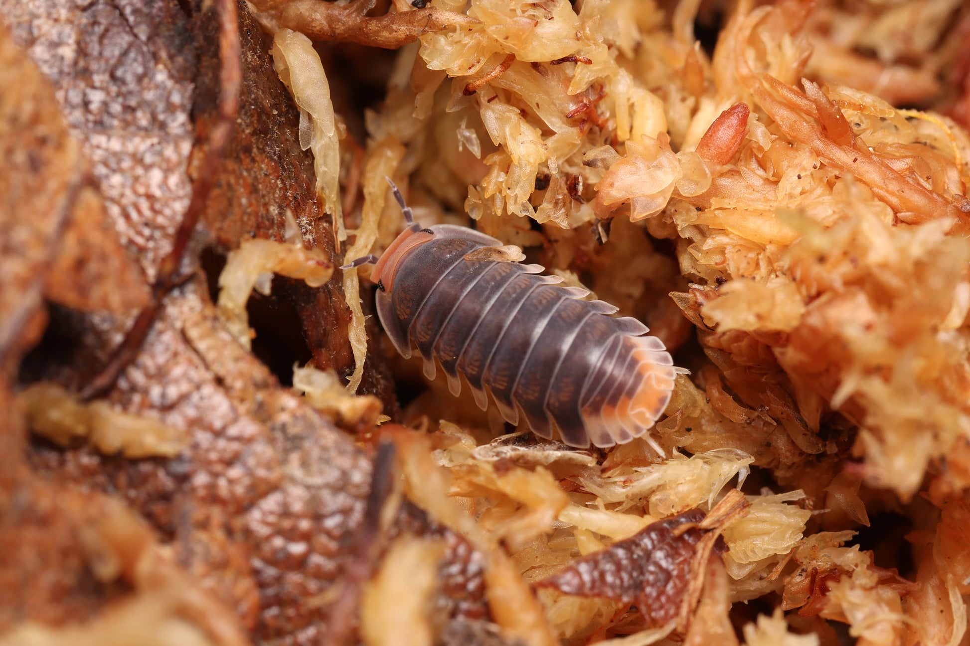 Cubaris sp. "Pak Chong" CrawlMart