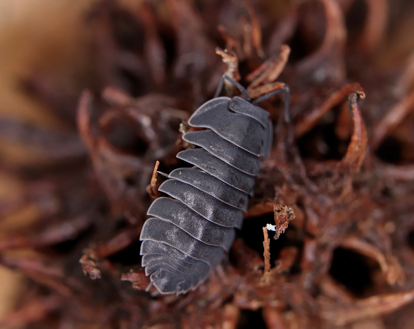 Ardentiella sp. "Black Hole" CrawlMart