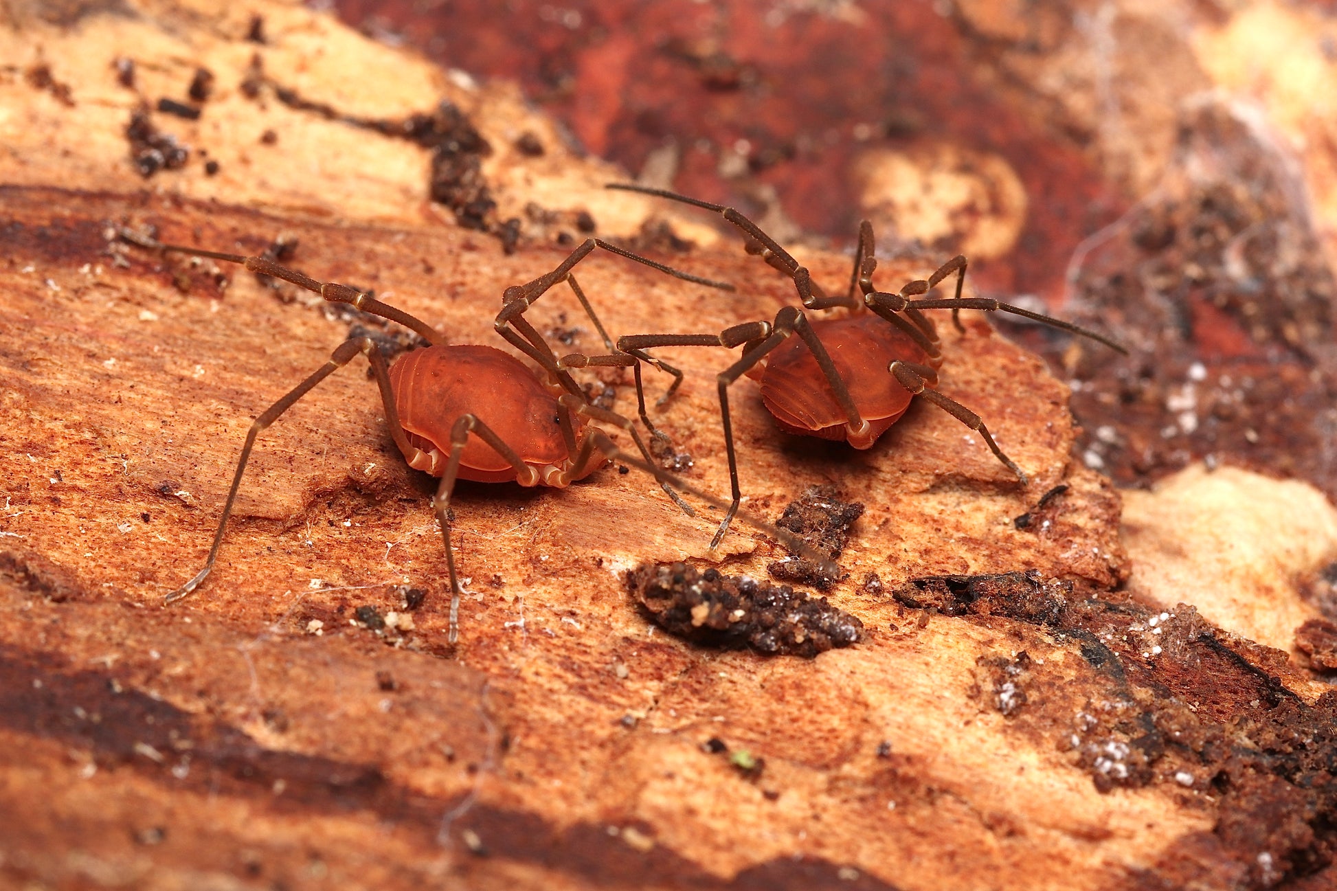 Libitioides sayi - Say's Harvestmen CrawlMart