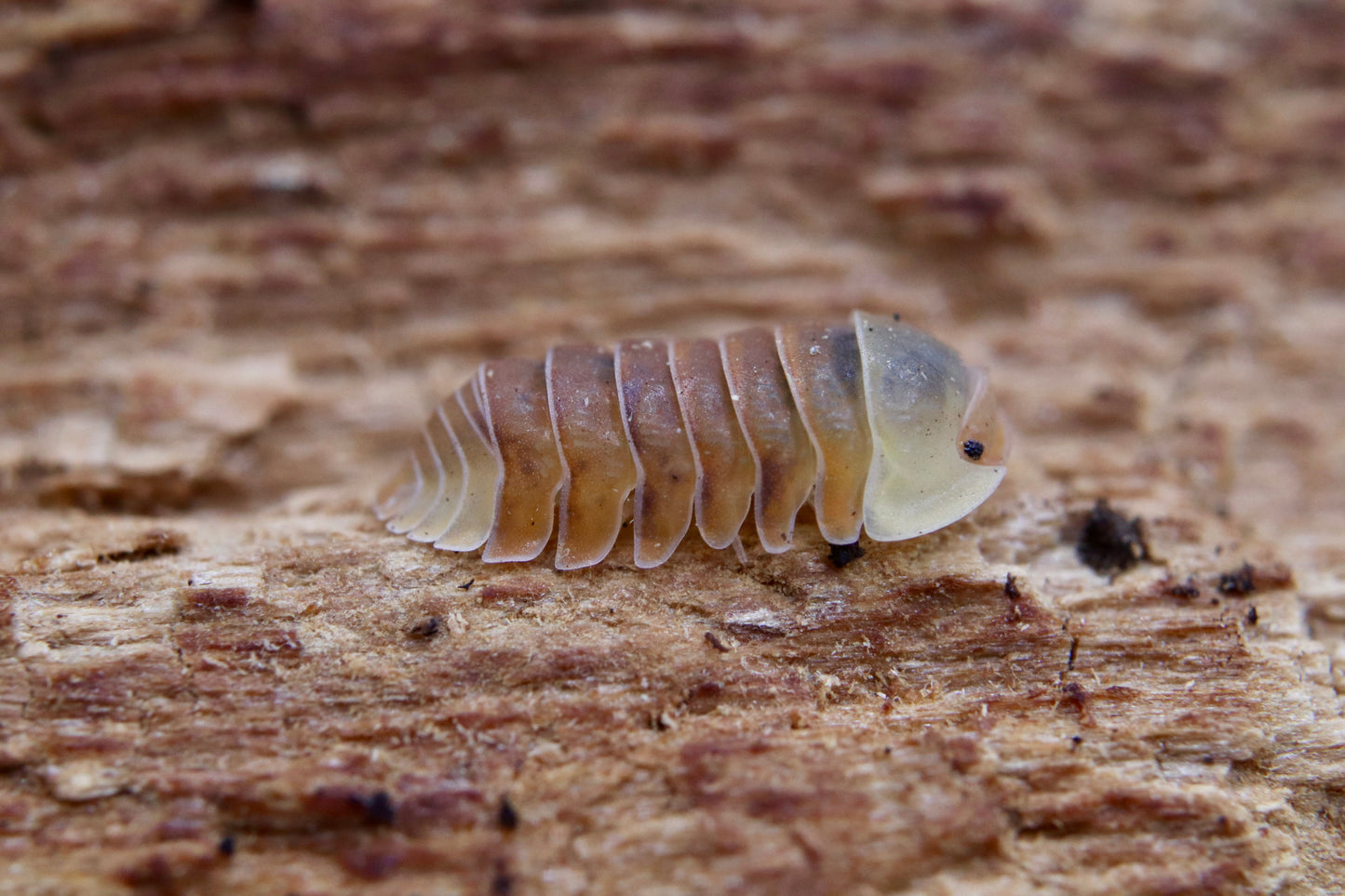 Cubaris sp. "Pink Rubber Ducky"