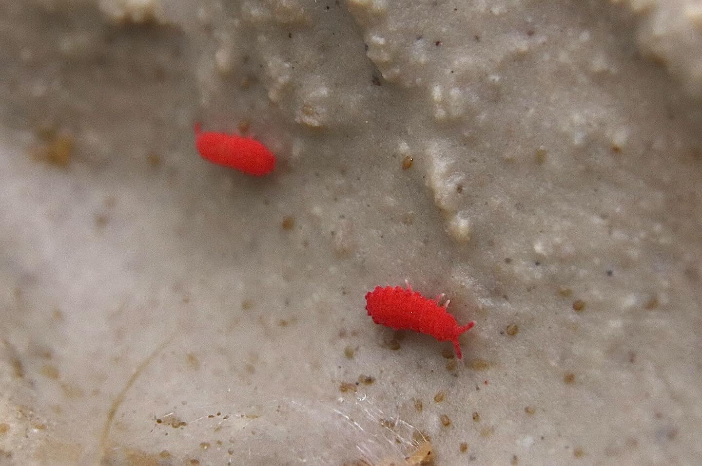 Thai Red Springtails - Lobella sp. CrawlMart