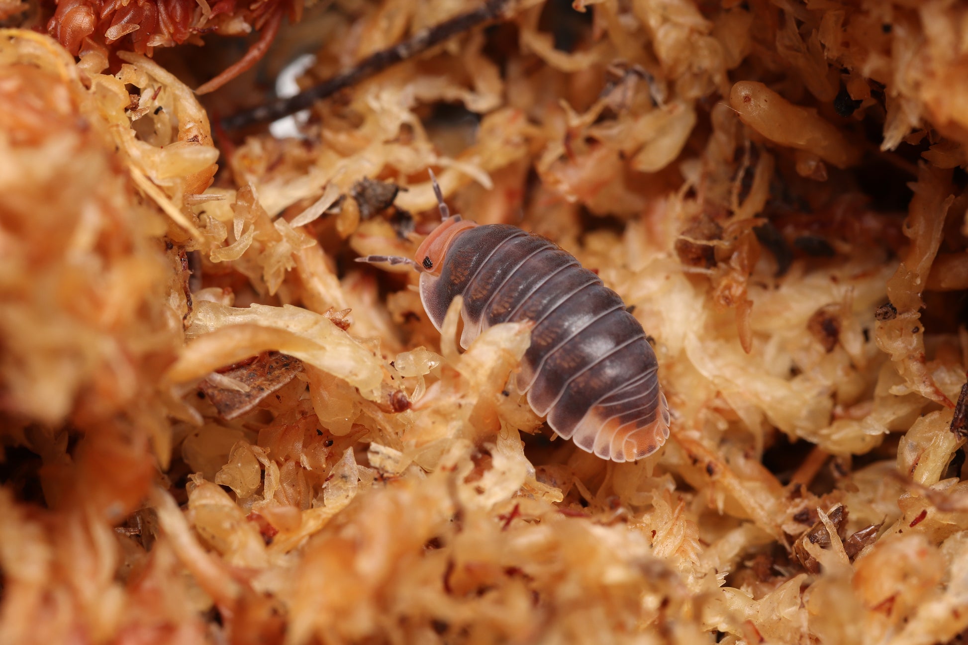 Cubaris sp. "Pak Chong" CrawlMart