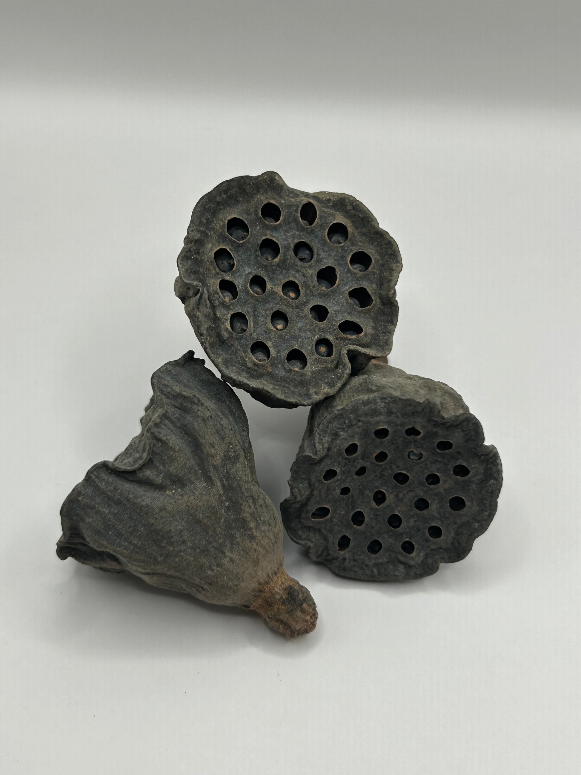 Small Lotus pods CrawlMart