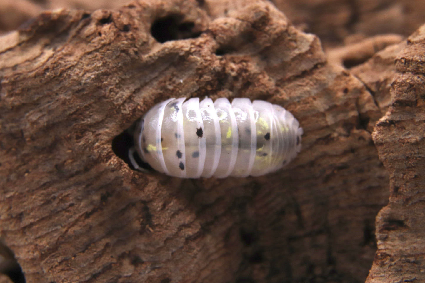 Armadillidium vulgare "Potion magique"