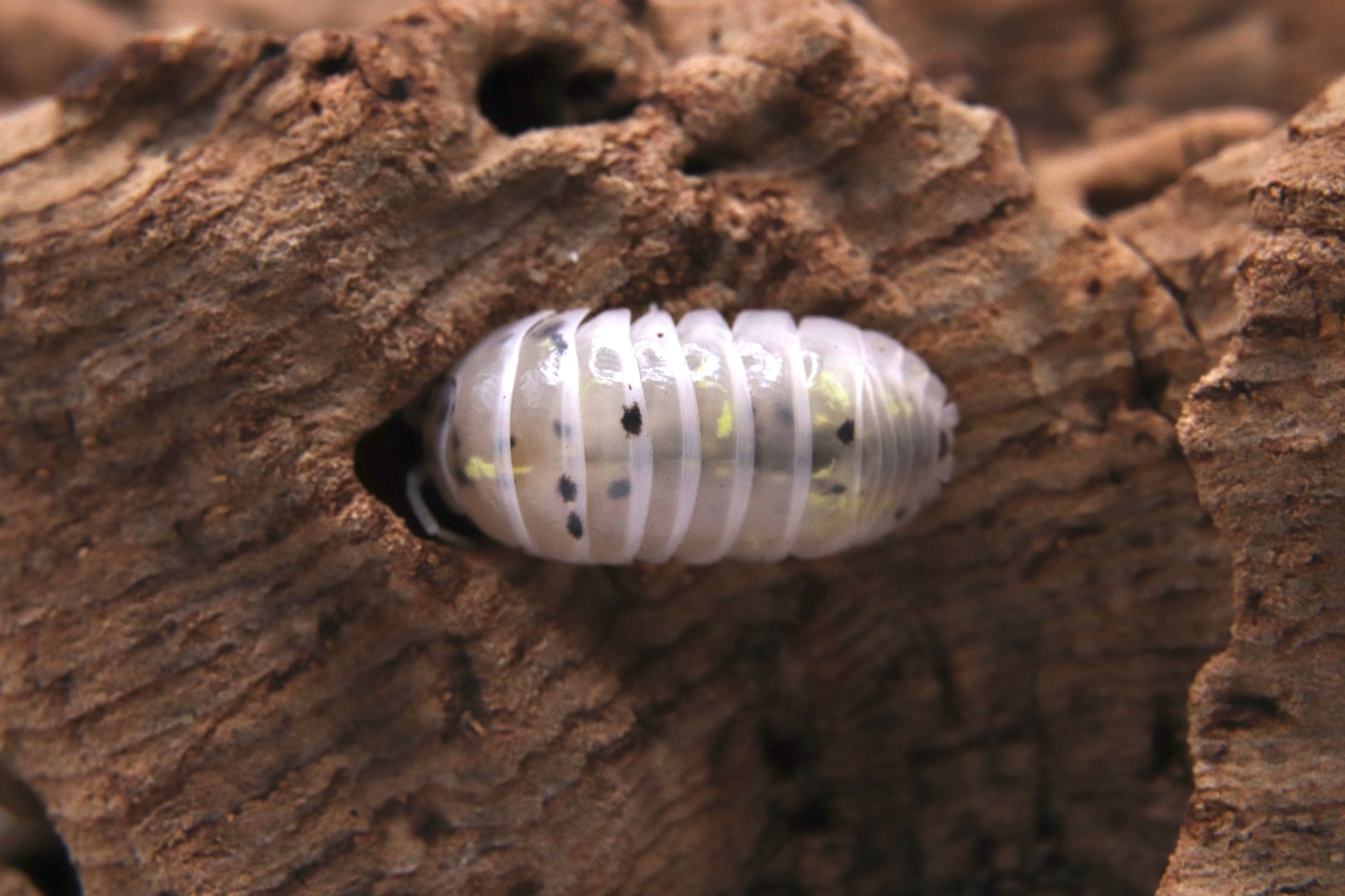 Armadillidium vulgare "Magic Potion" CrawlMart