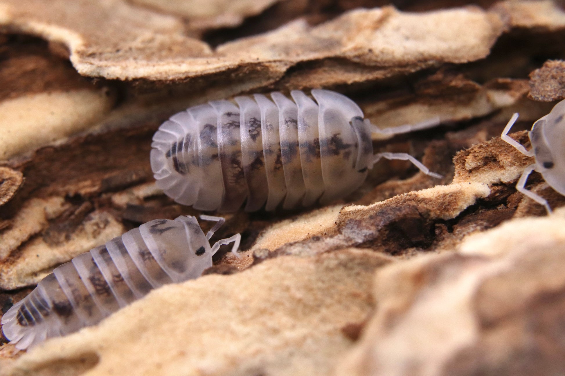 Nesodillo archangeli "Shiro Utsuri" CrawlMart