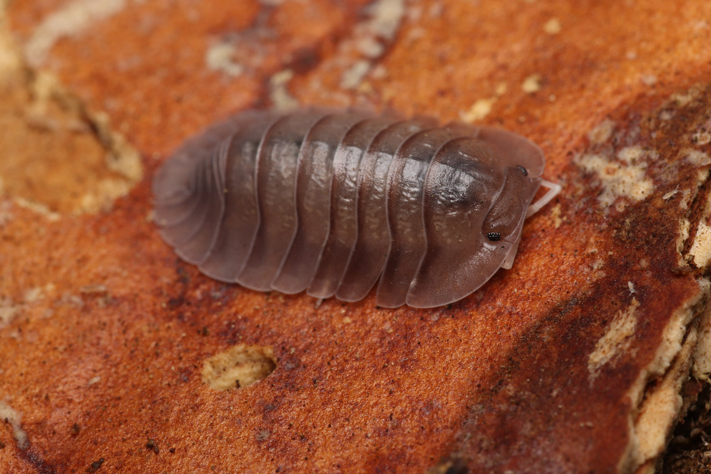 Troglodillo sp. "Soil"