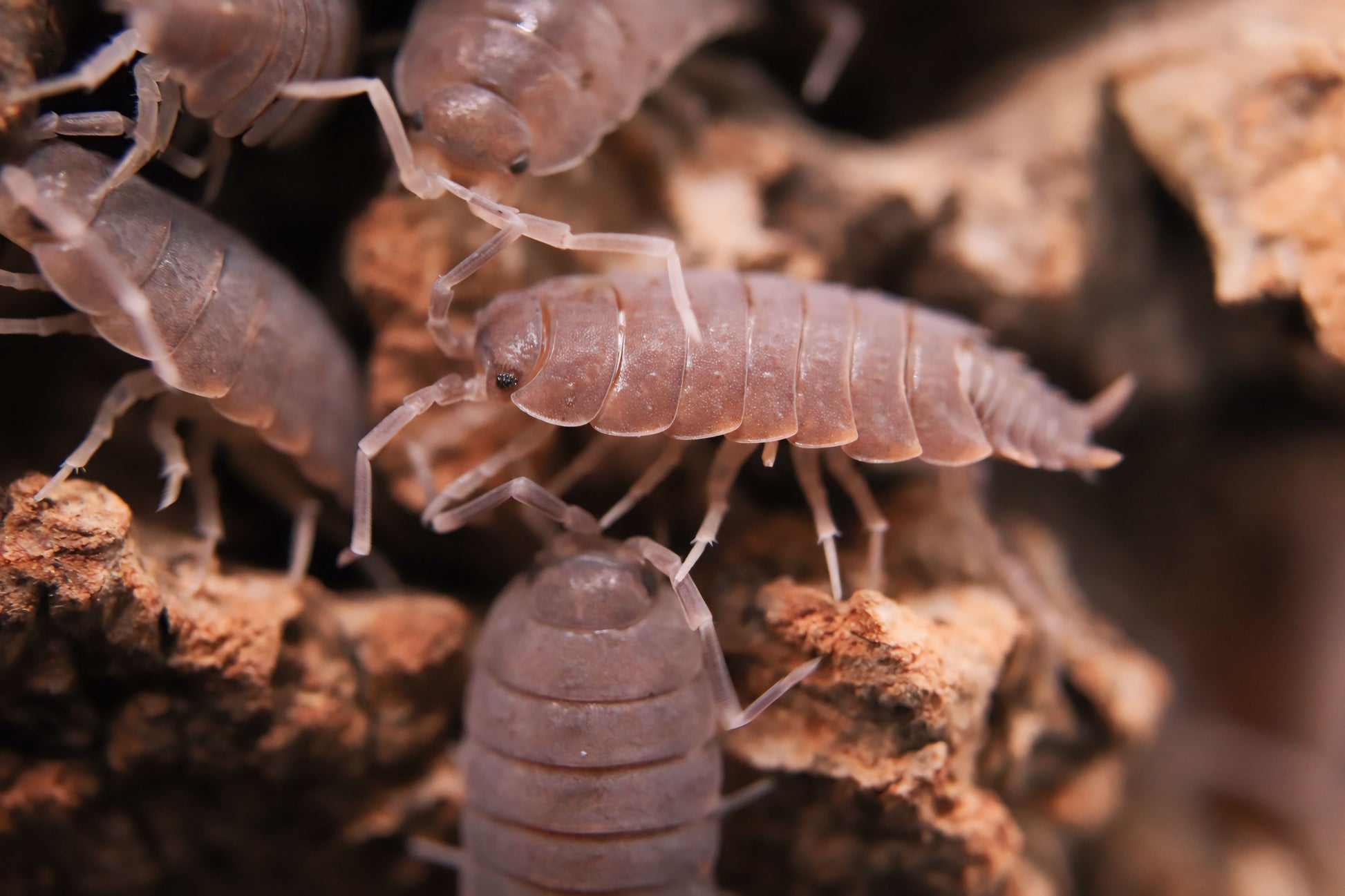 Porcellionides pruinosus "Powder Blue" CrawlMart
