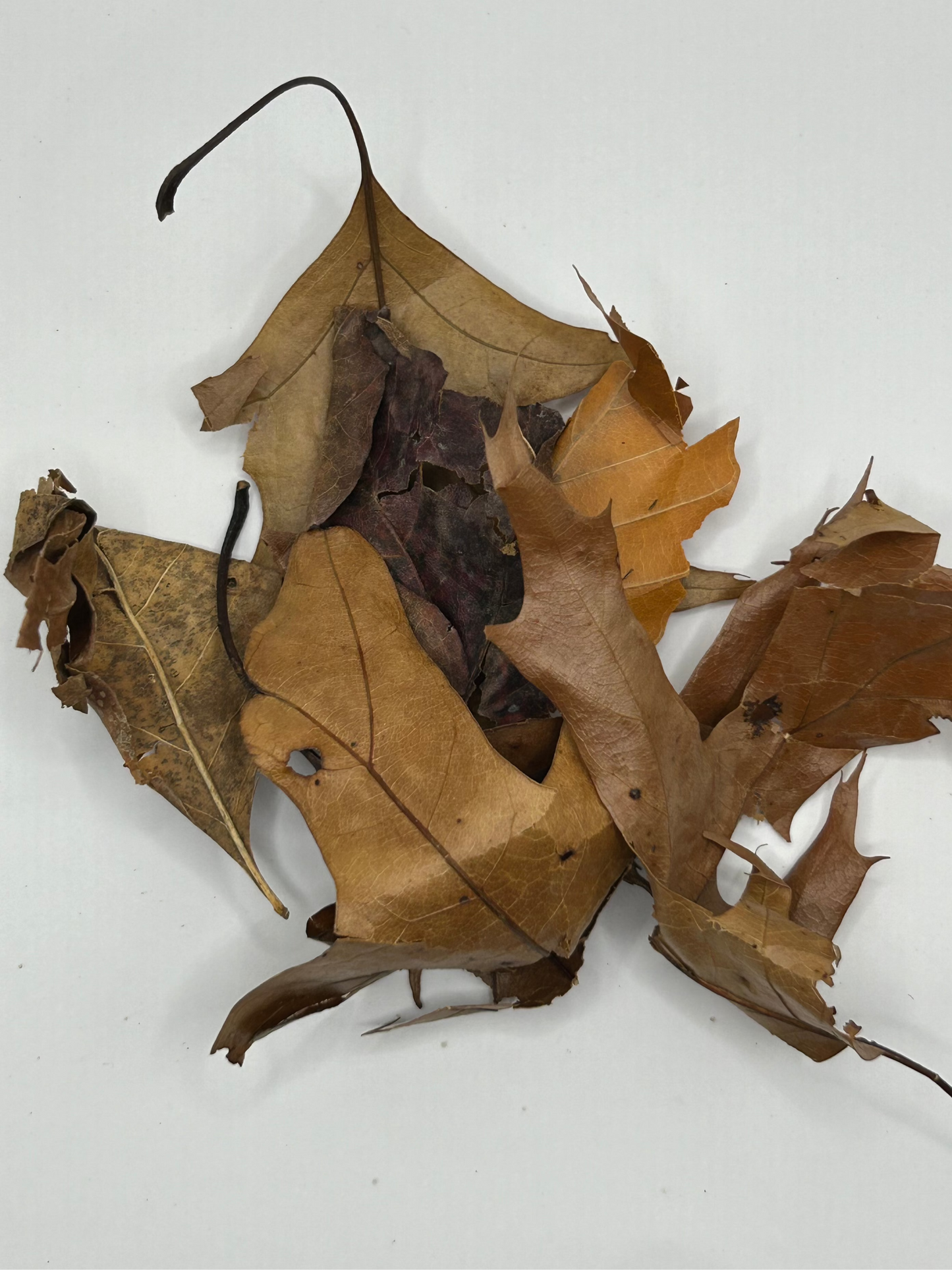 Leaf litter CrawlMart