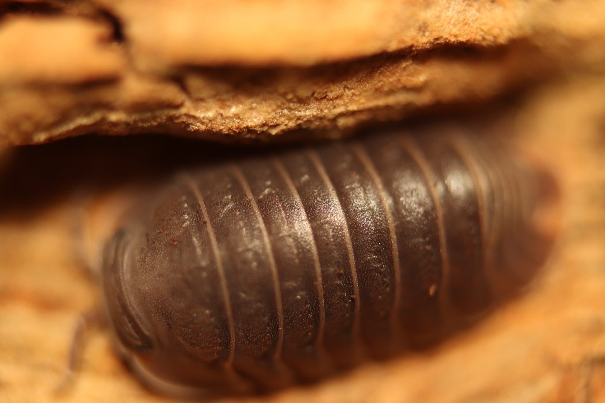 Cubaris murina "Little Sea" CrawlMart