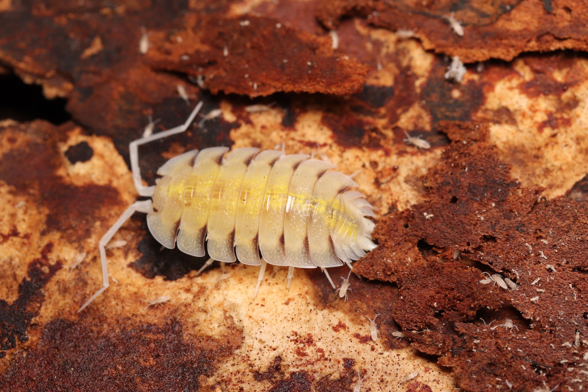 Porcellio bolivari “Lemonade” CrawlMart