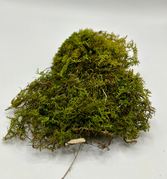 Sheet Moss CrawlMart
