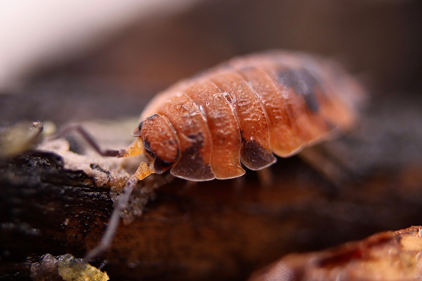 Porcellio scaber "Lava" CrawlMart
