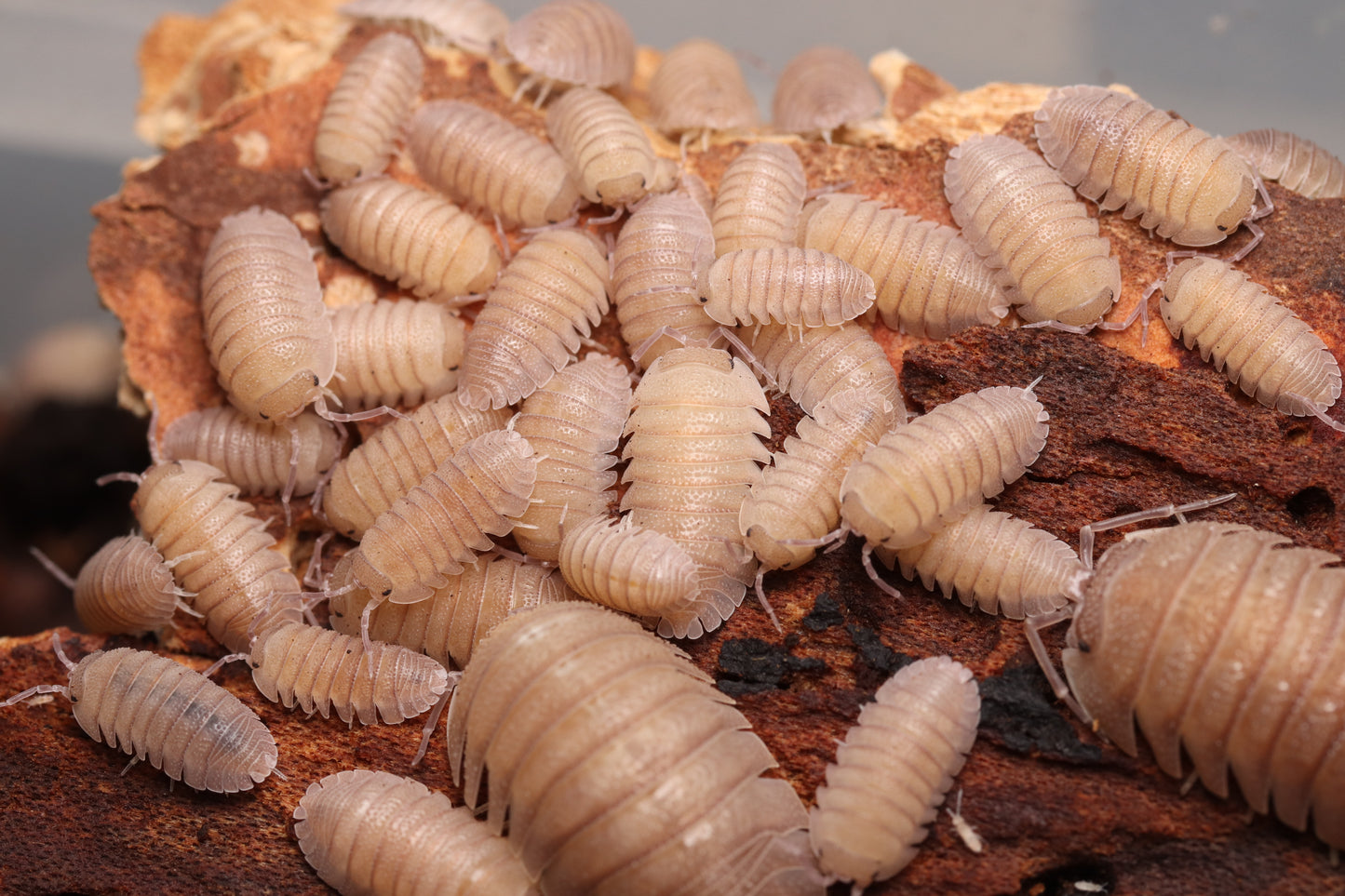 armadillidium scaberrimum