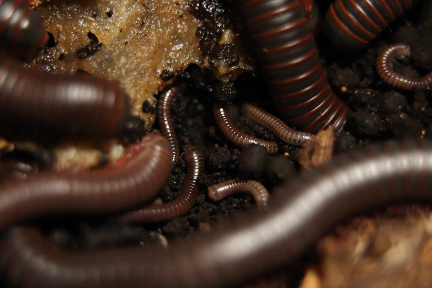 American Giant Millipede CrawlMart