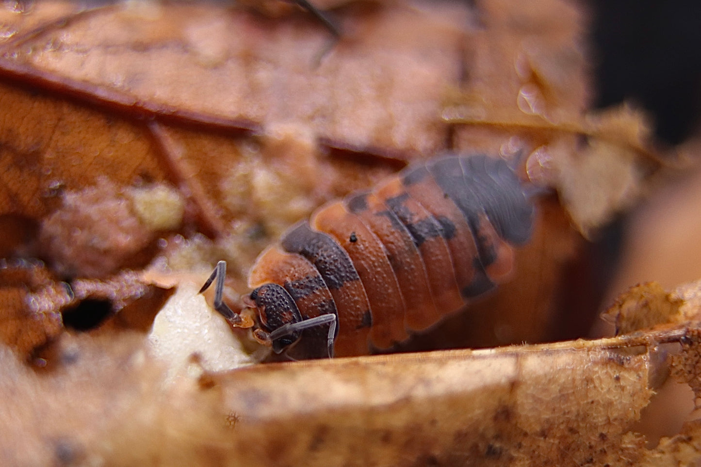 Porcellio scaber "Lava" CrawlMart