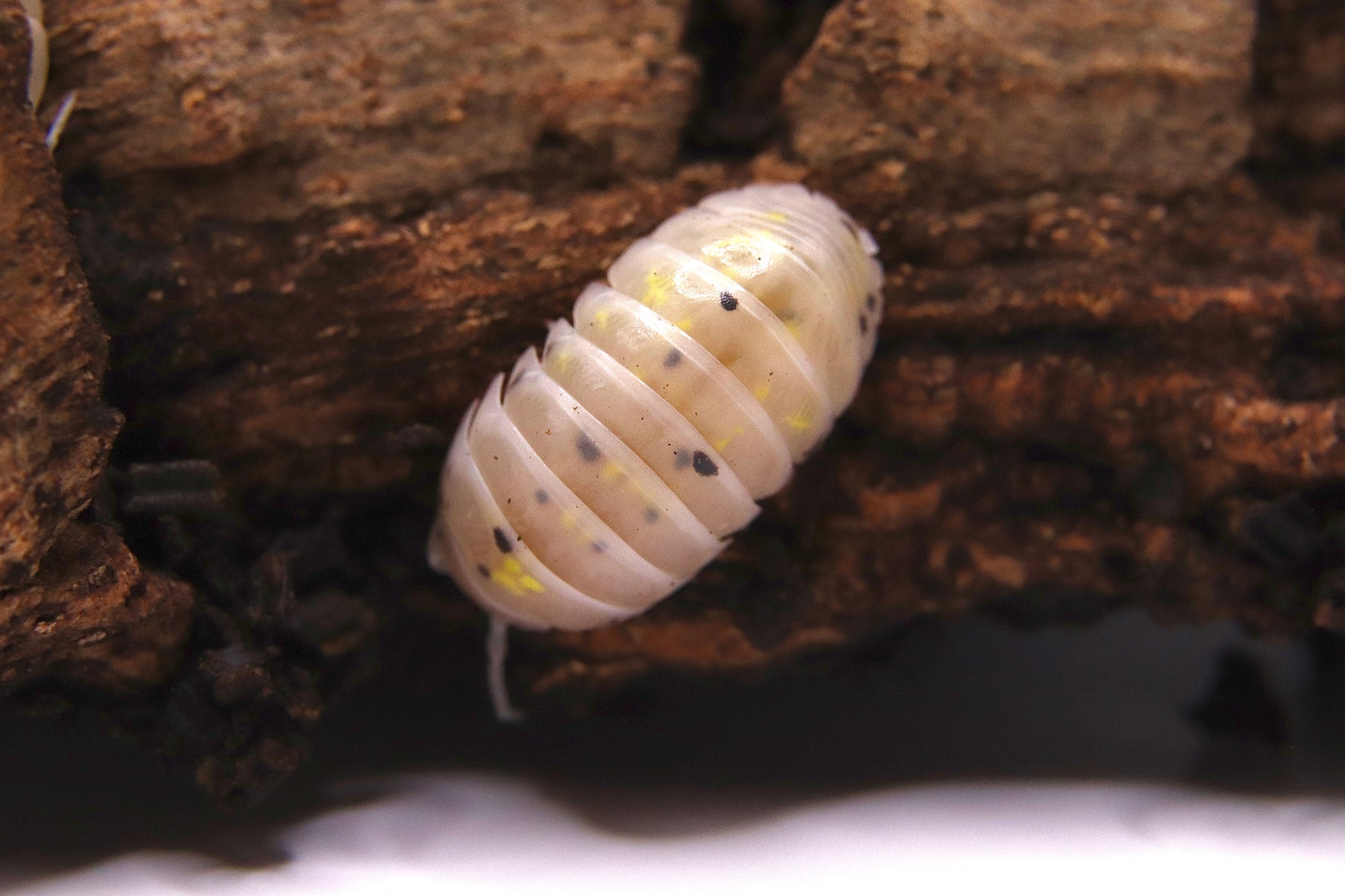 Armadillidium vulgare "Magic Potion" CrawlMart