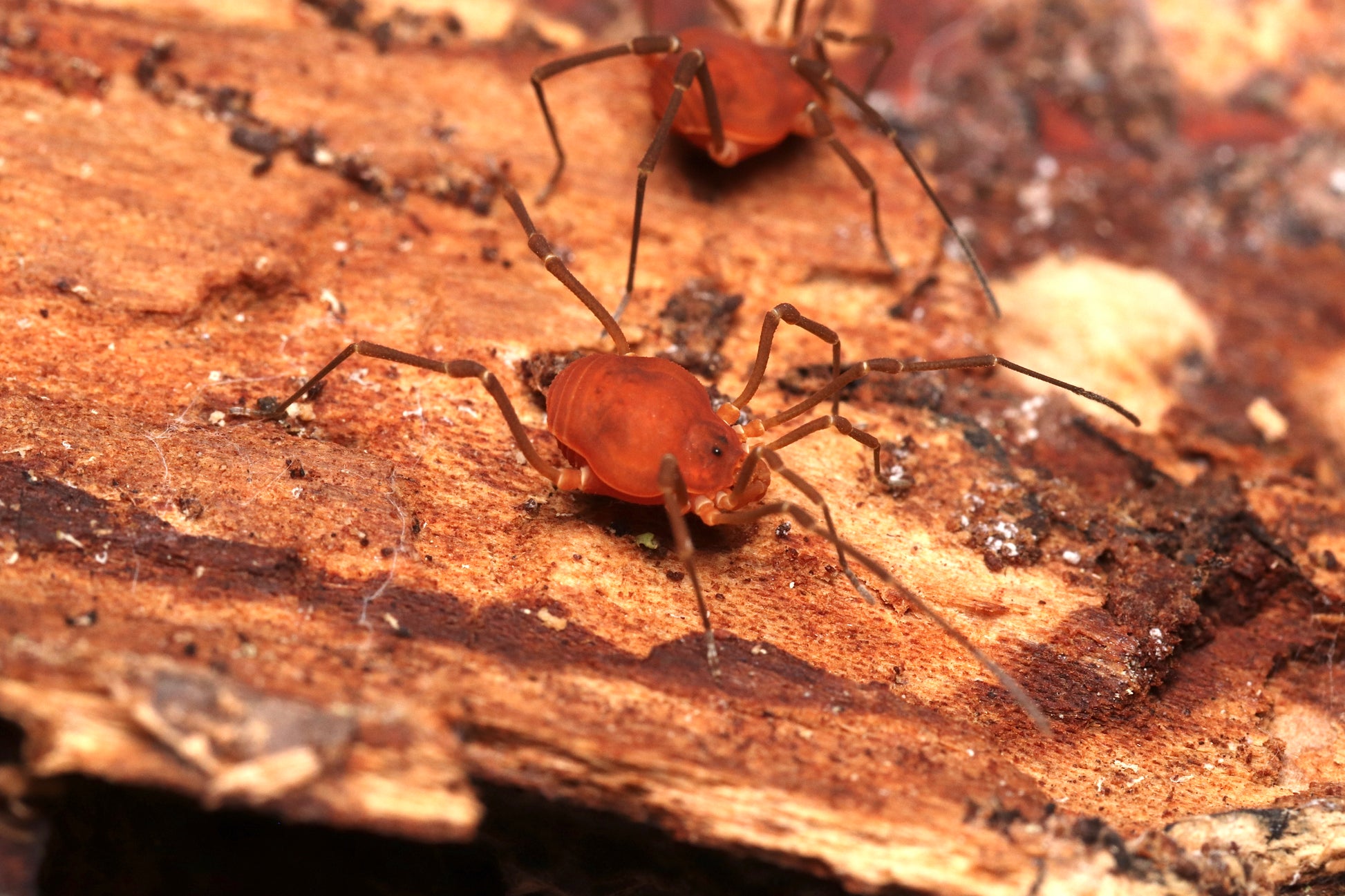 Libitioides sayi - Say's Harvestmen CrawlMart