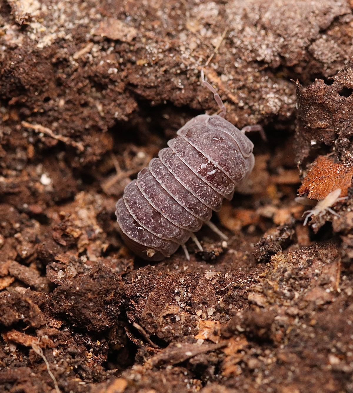 Armadillo tuberculatus CrawlMart