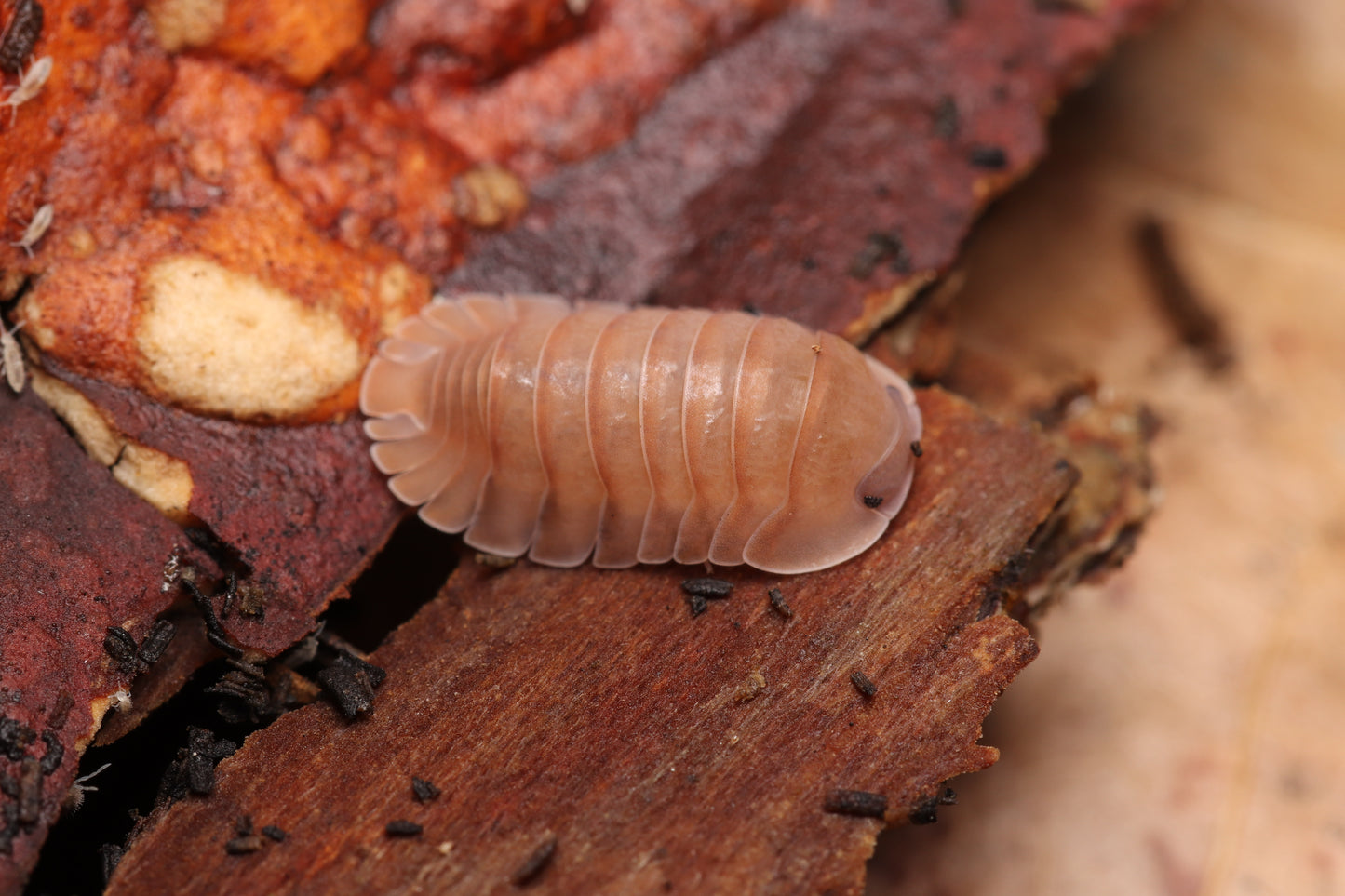 Cubaris sp. "Salmon"