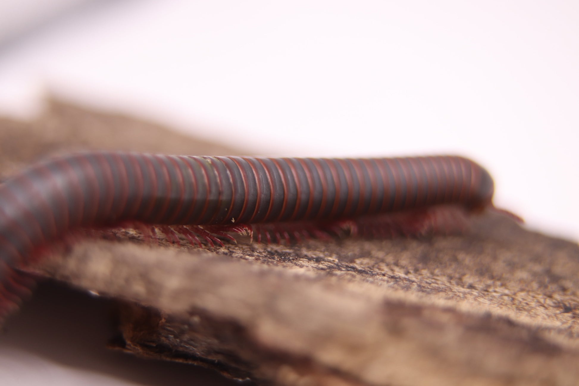 American Giant Millipede CrawlMart