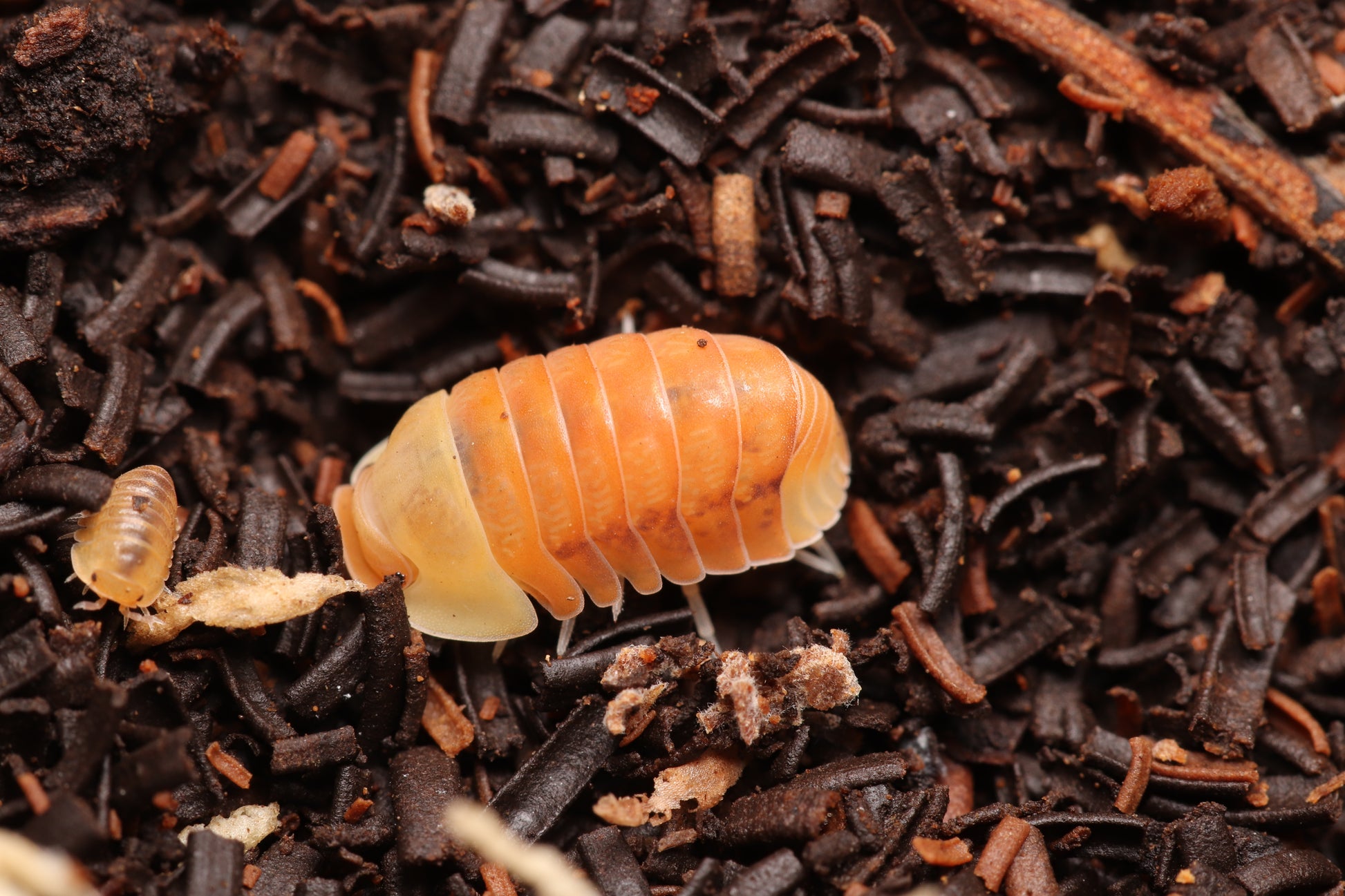 Cubaris sp. "Blonde Ducky" CrawlMart