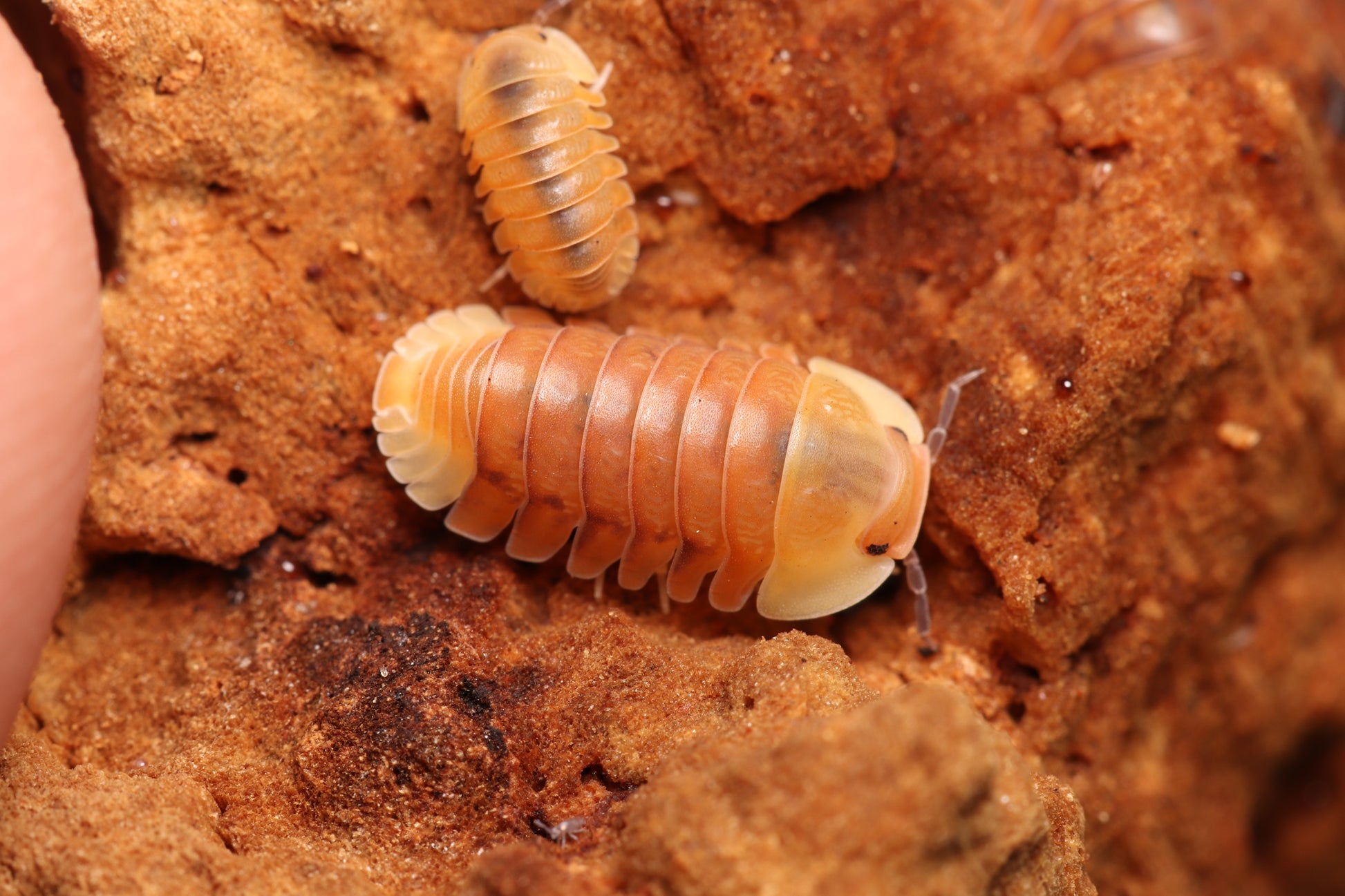 Cubaris sp. "Blonde Ducky" CrawlMart