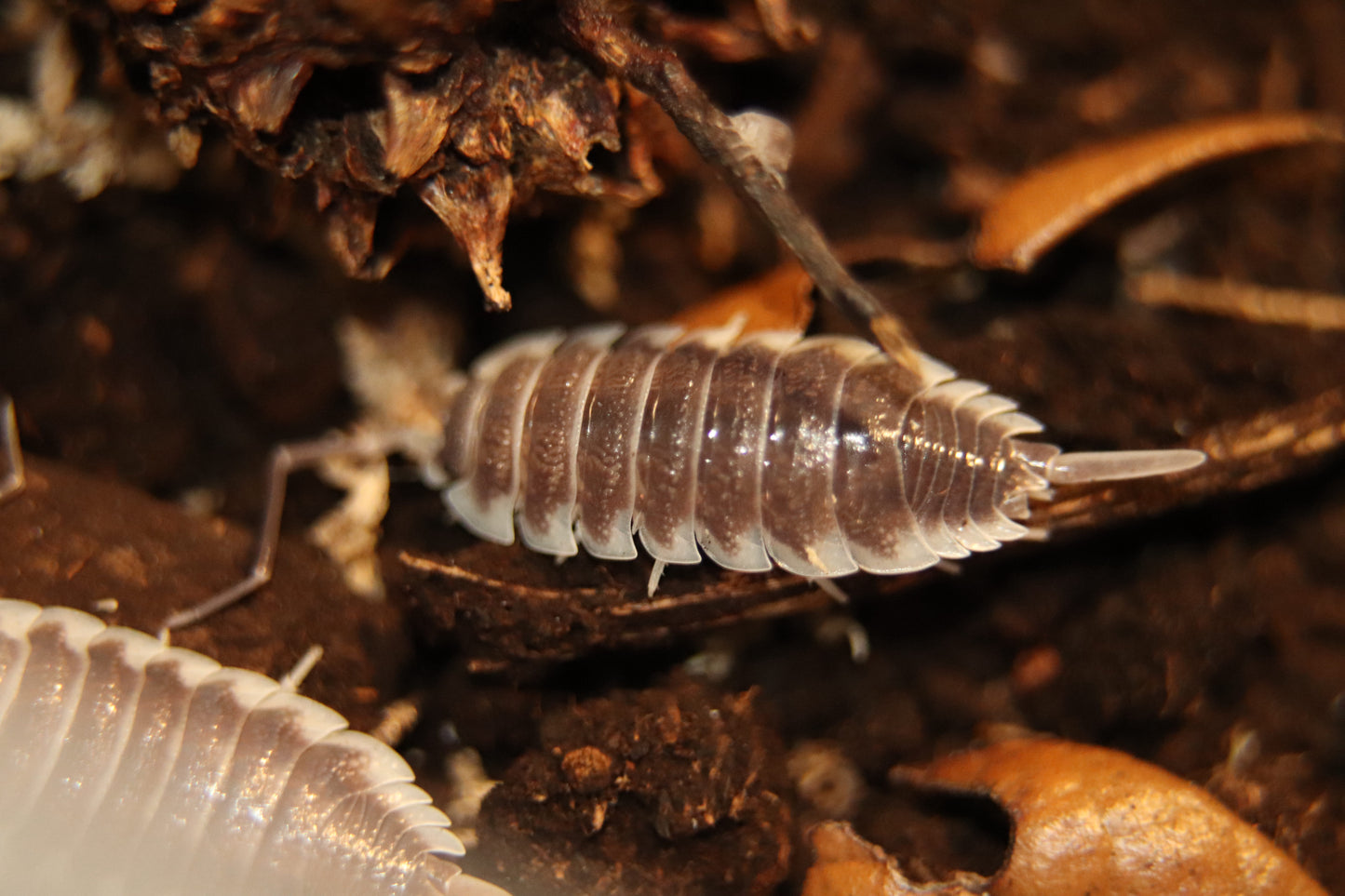 Porcellio hoffmannseggi CrawlMart
