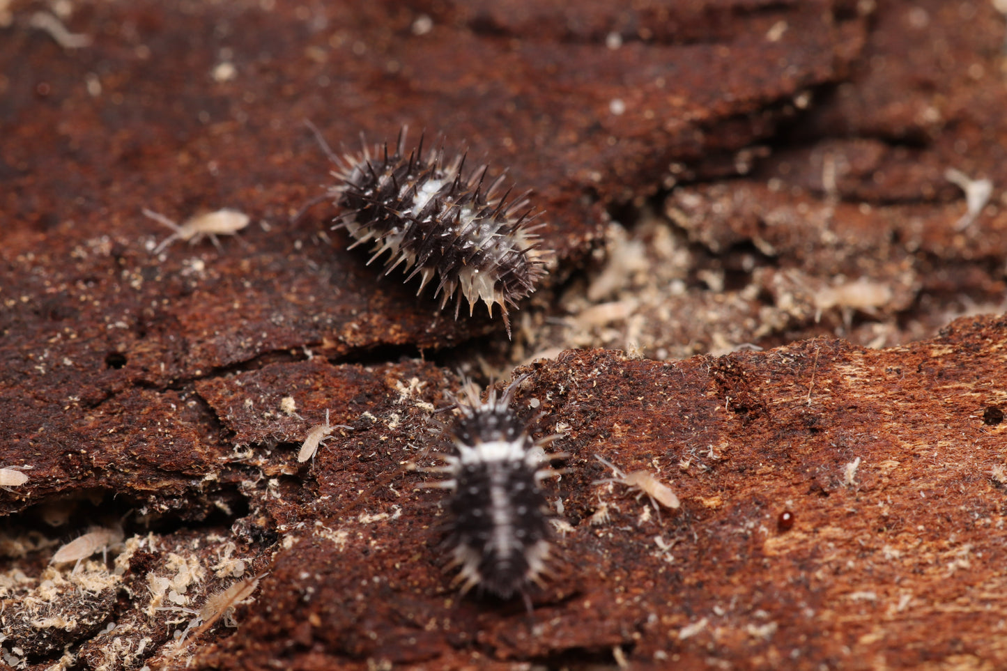 Laureola Sp. “Panda Spiky” CrawlMart
