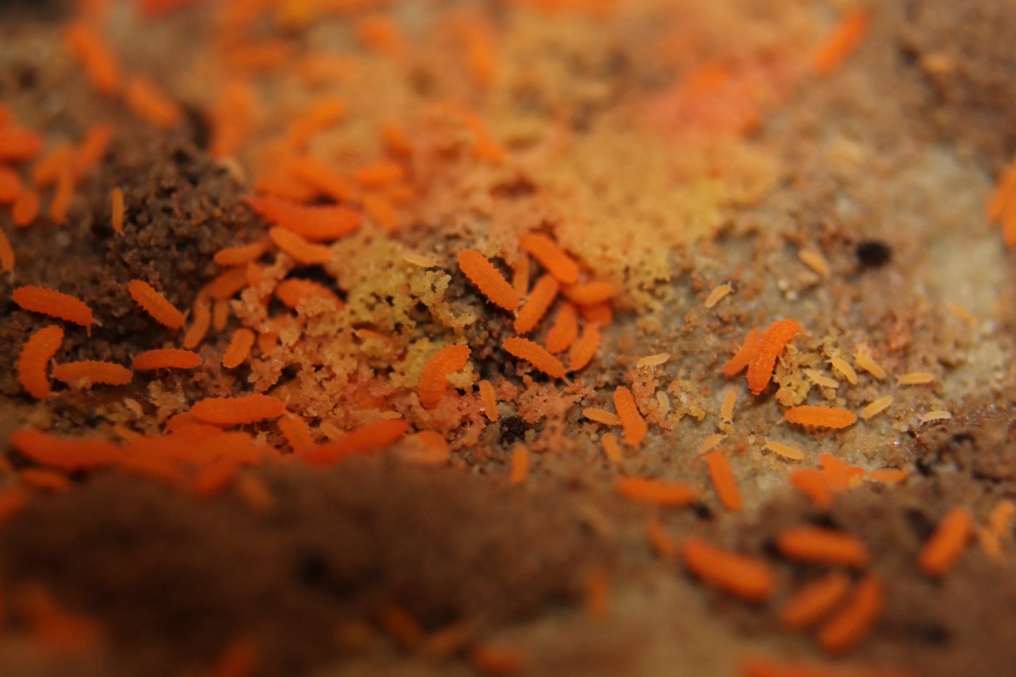 Yuukianura aphoruroides "Orange"
