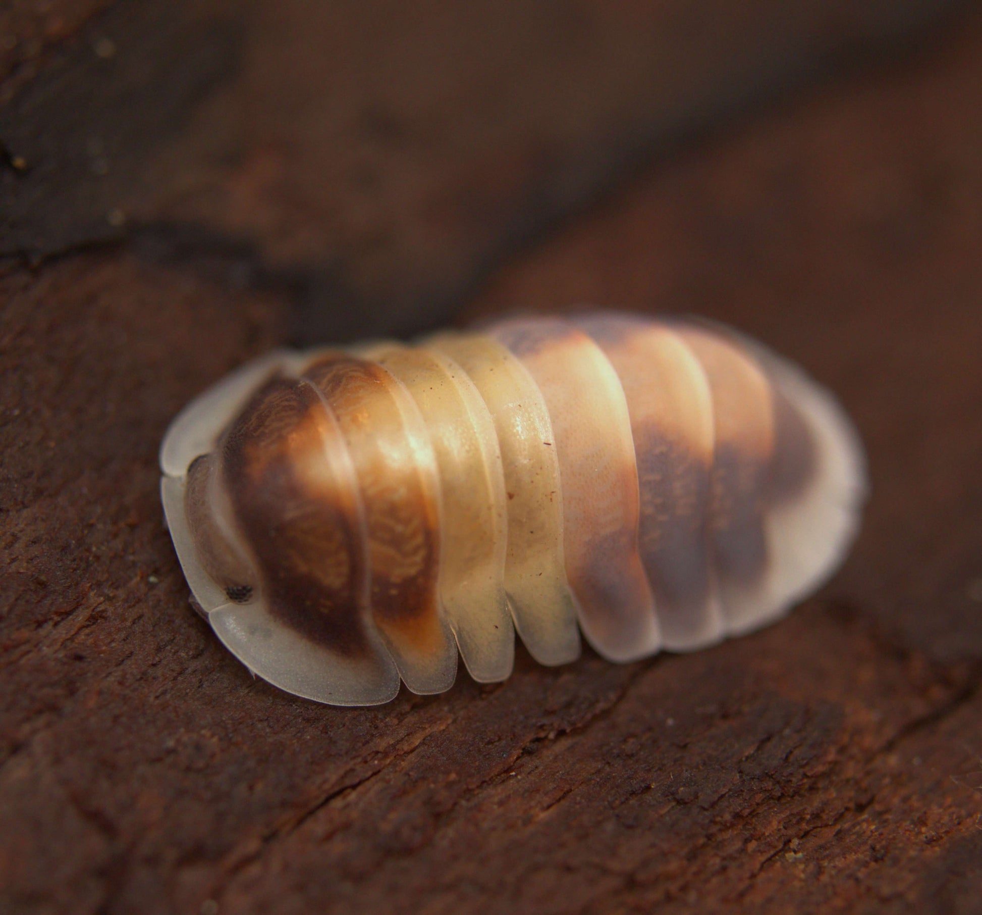Cubaris Sp. "Cappuccino" CrawlMart