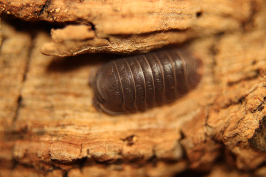 Cubaris murina "Little Sea" CrawlMart