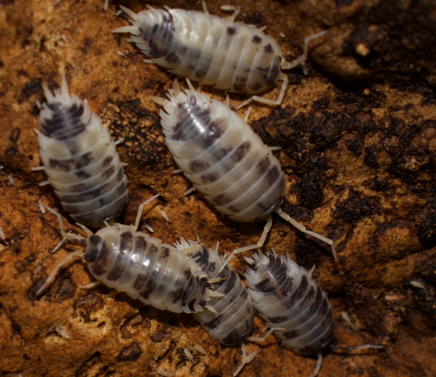 Porcellio Laevis Dairy Cow