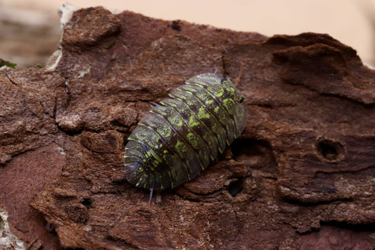Troglodillo sp. "Green Spot" CrawlMart
